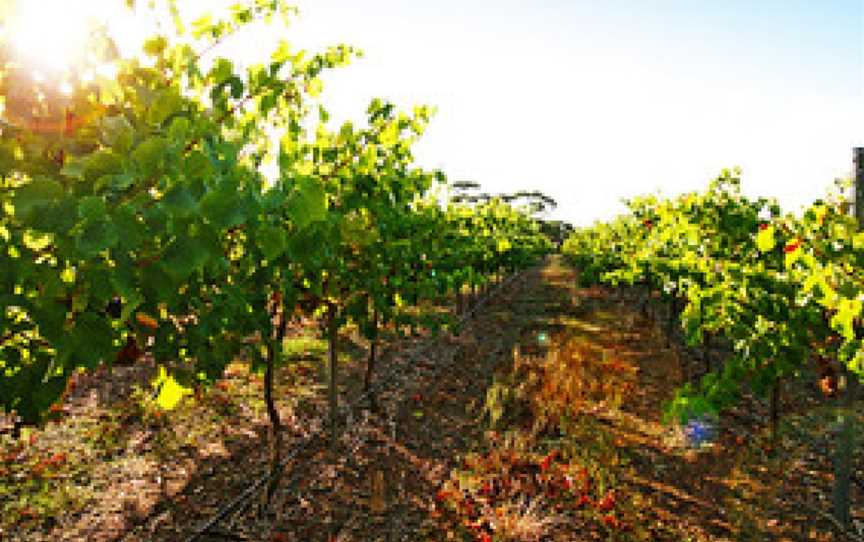 Gardner's Vineyard, North Shields, South Australia