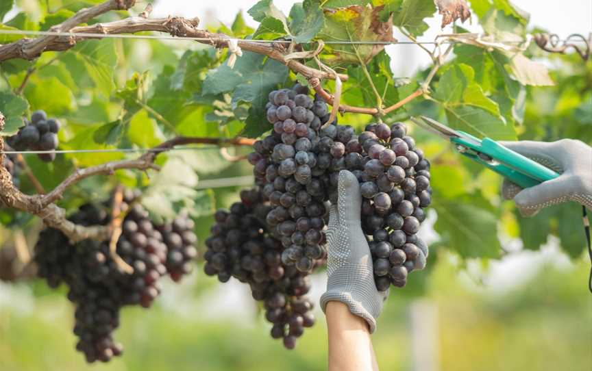 Grancari Estate Wines, Onkaparinga Hills, South Australia