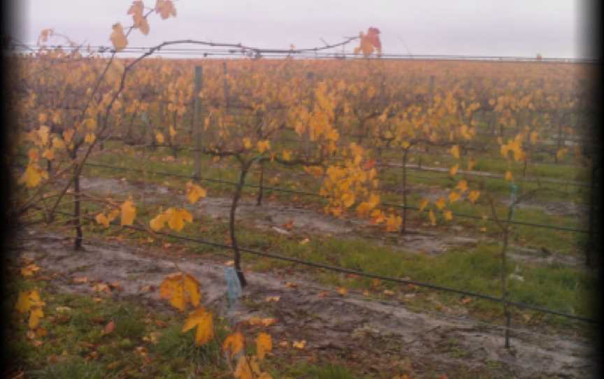 Hundred of Comaum, Coonawarra, South Australia