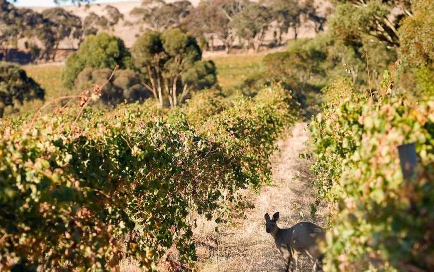 Jim Barry Wines, Clare, South Australia