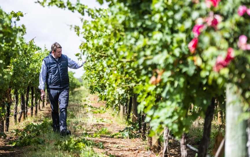 Leconfield, Wineries in Coonawarra