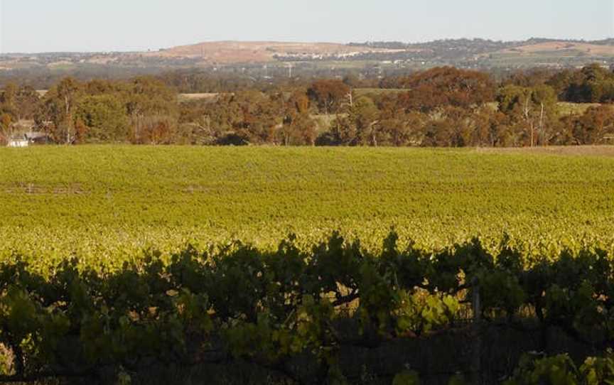 Moppa Hills Vineyard, Wineries in Nuriootpa