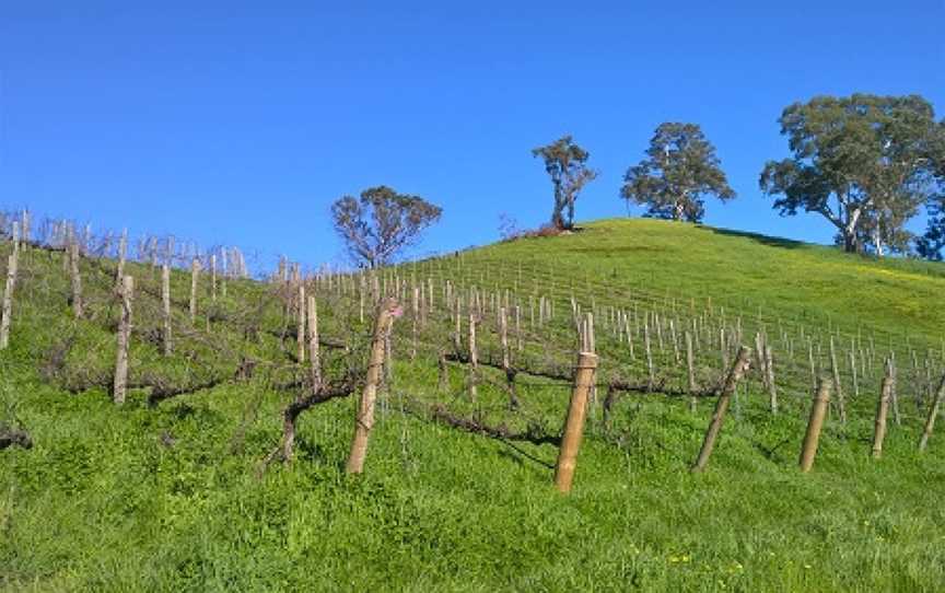 Mt Bera Vineyards, Gumeracha, South Australia