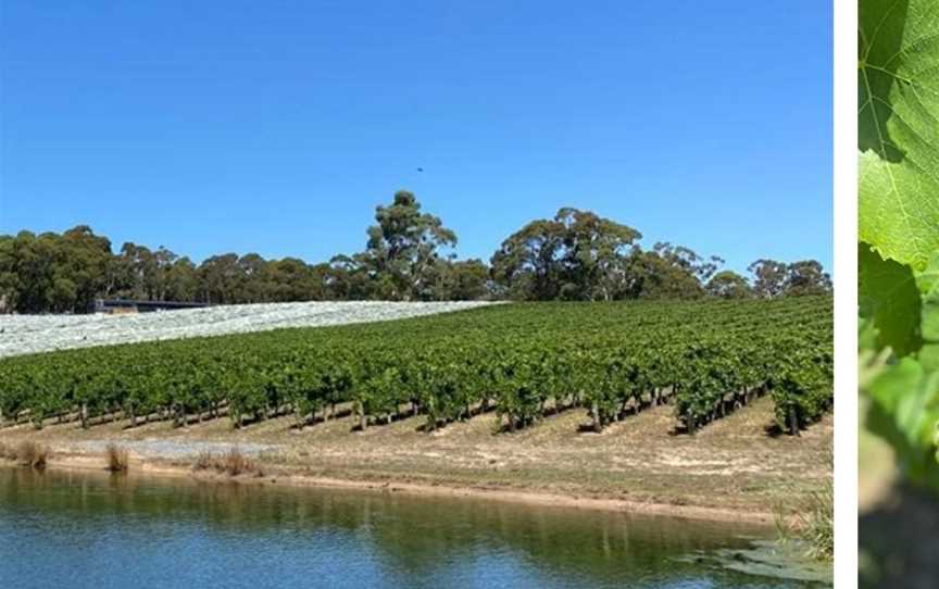 Nepenthe, Balhannah, South Australia