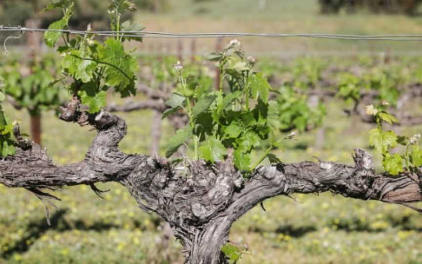 Paulett Wines, Polish Hill River, South Australia