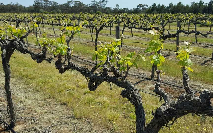 Rojomoma, Wineries in Nuriootpa