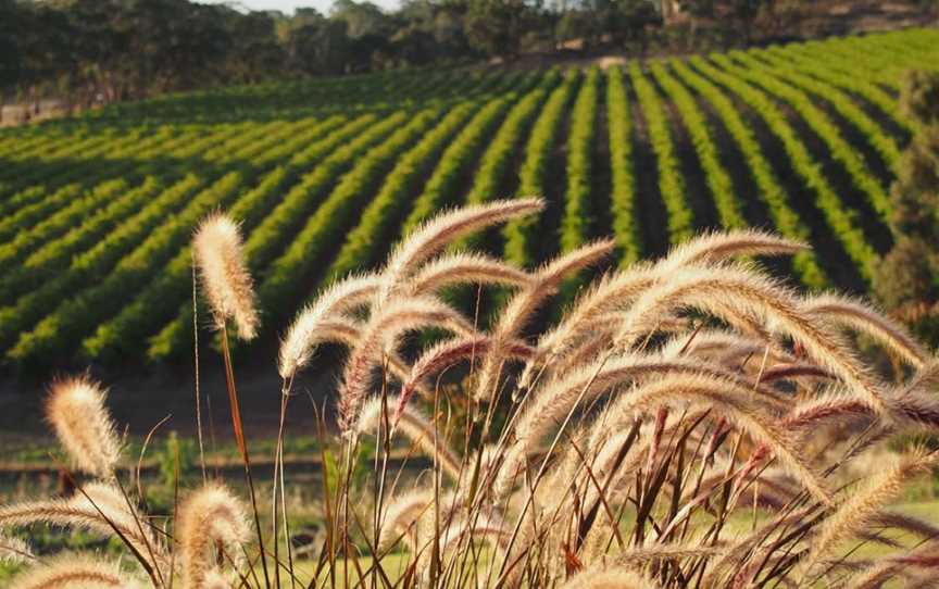 Talbots Block Wines, Wineries in Sevenhill