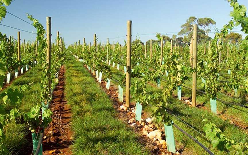 Terre à Terre, Wineries in Piccadilly