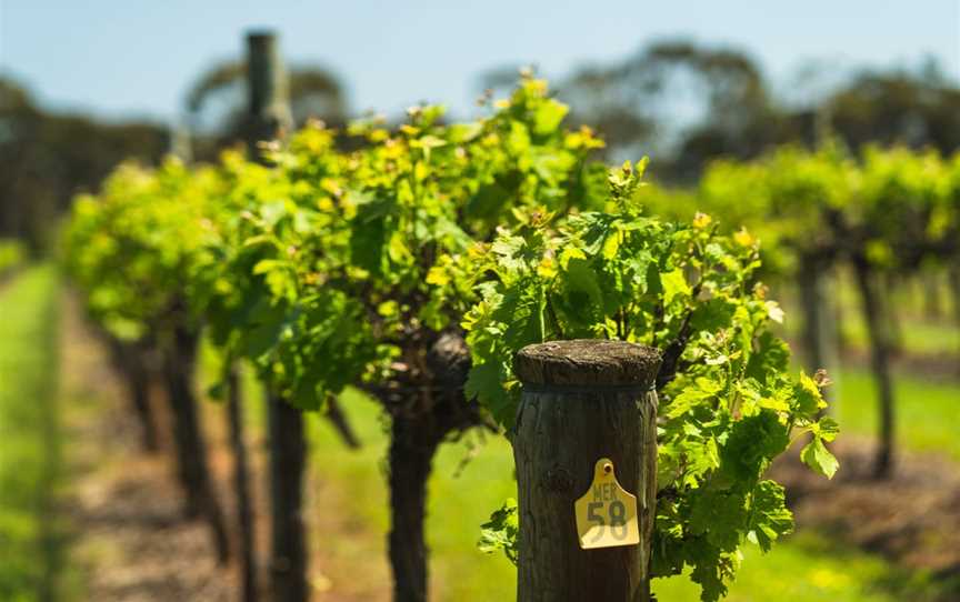 Vineyard Road, Belvidere, South Australia