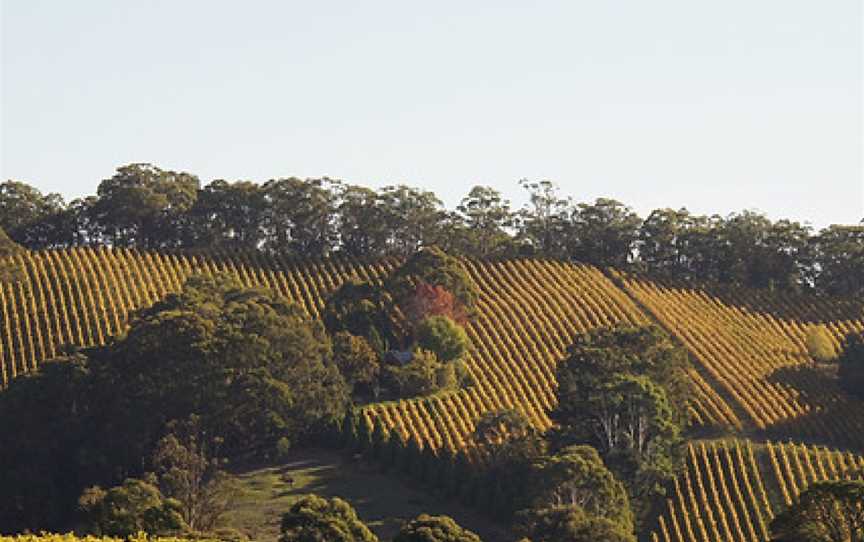 Whisson Lake, Wineries in Carey Gully