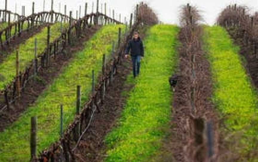 Whistler Wines, Wineries in Stone Well