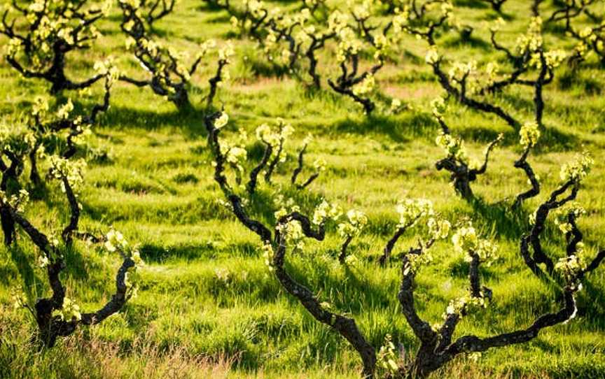 Yangarra Estate Vineyard, Kangarilla, South Australia