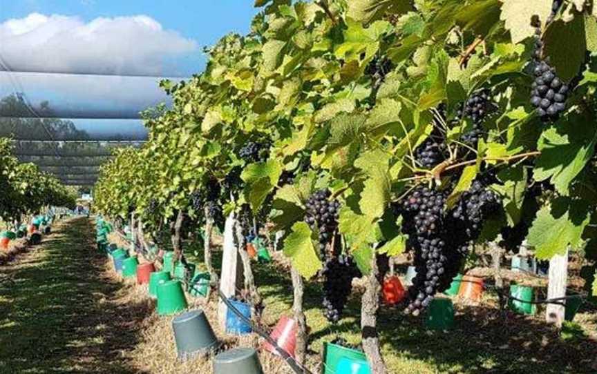 Bunjurgen Estate Vineyard, Bunjurgen, Queensland