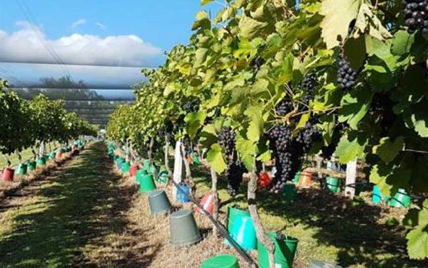 Bunjurgen Estate Vineyard, Bunjurgen, Queensland