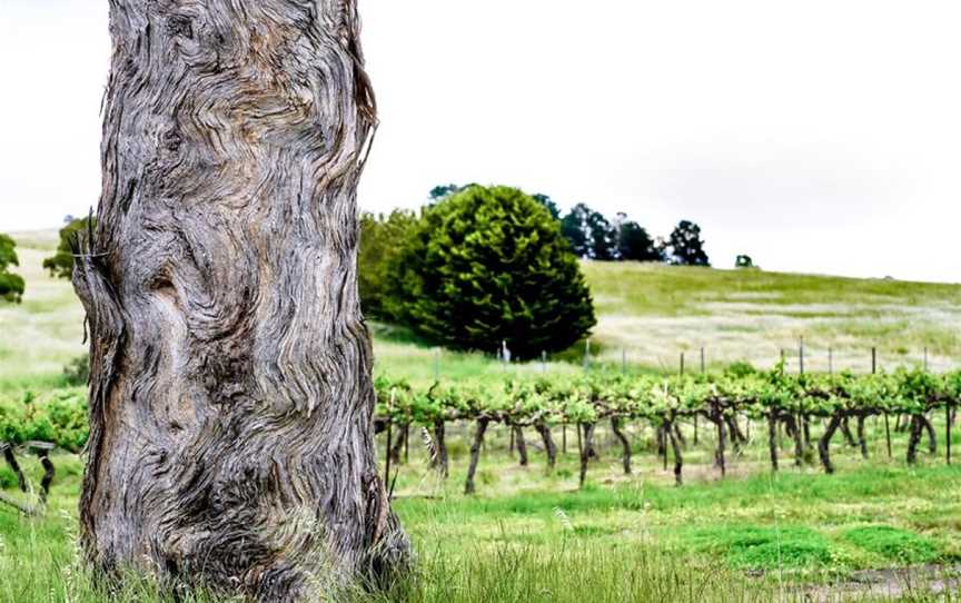 Helm, Murrumbateman, New South Wales