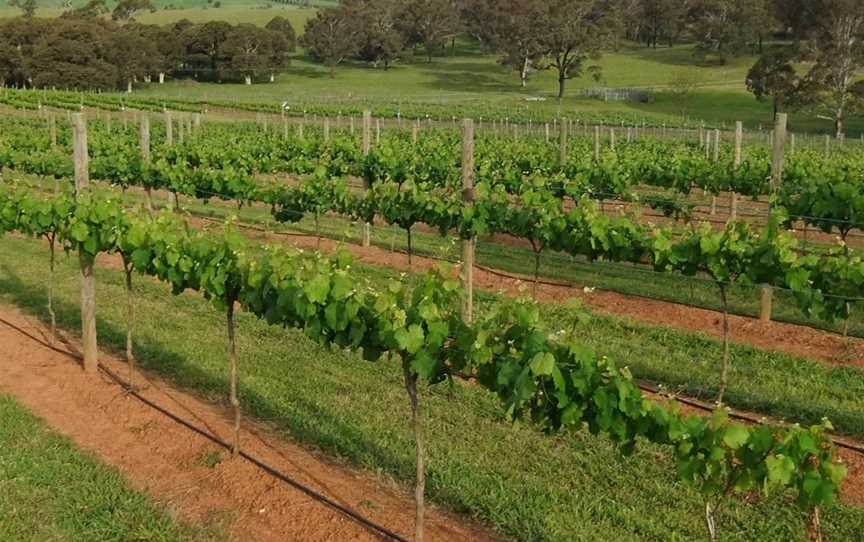 Razorback Ridge Wines, Menangle, New South Wales