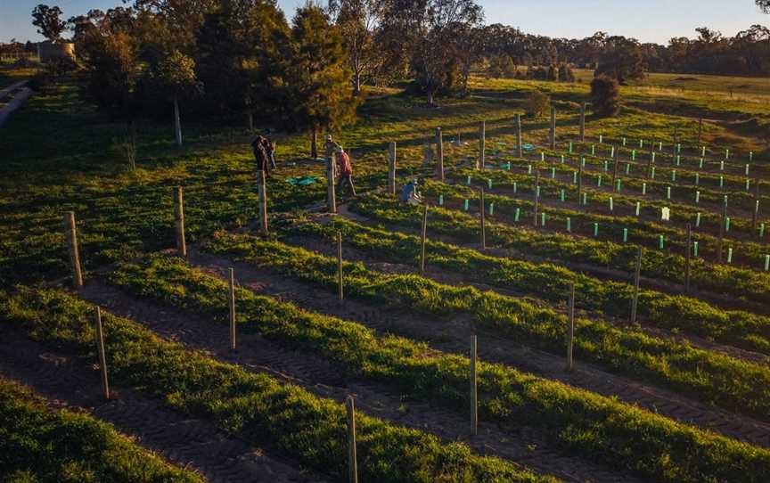 Renzaglia Wines, O'Connell, New South Wales