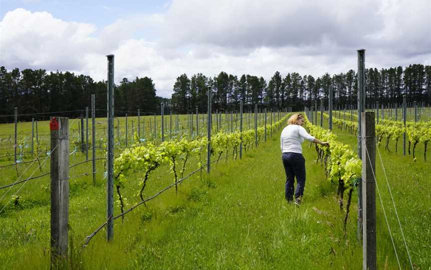 Sapling Yard Wines, Braidwood, New South Wales