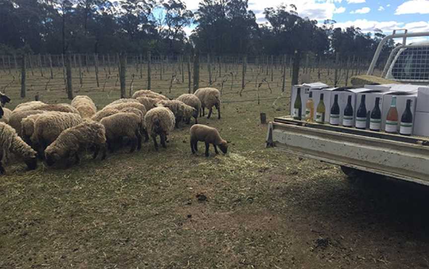 Tractorless Vineyard, Braemar, New South Wales