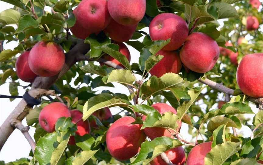 Wilgro Orchards, Batlow, New South Wales