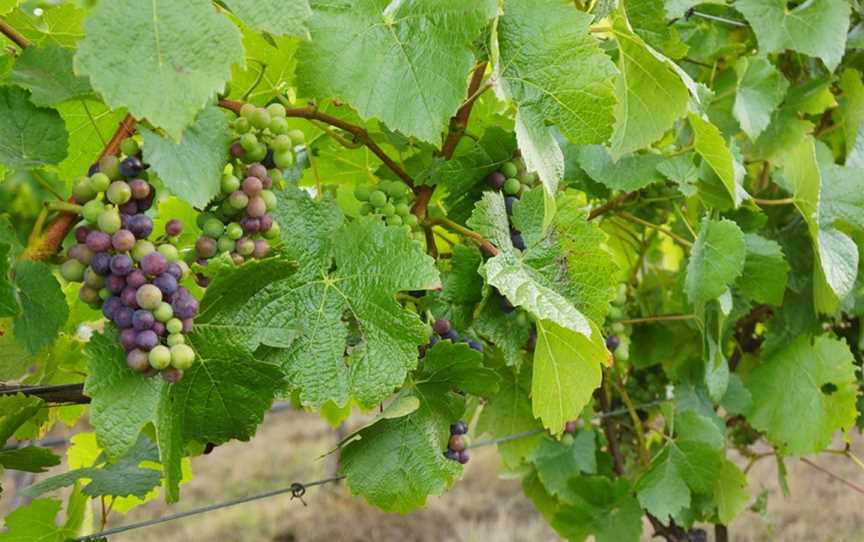 Brook Eden Vineyard, Lebrina, Tasmania