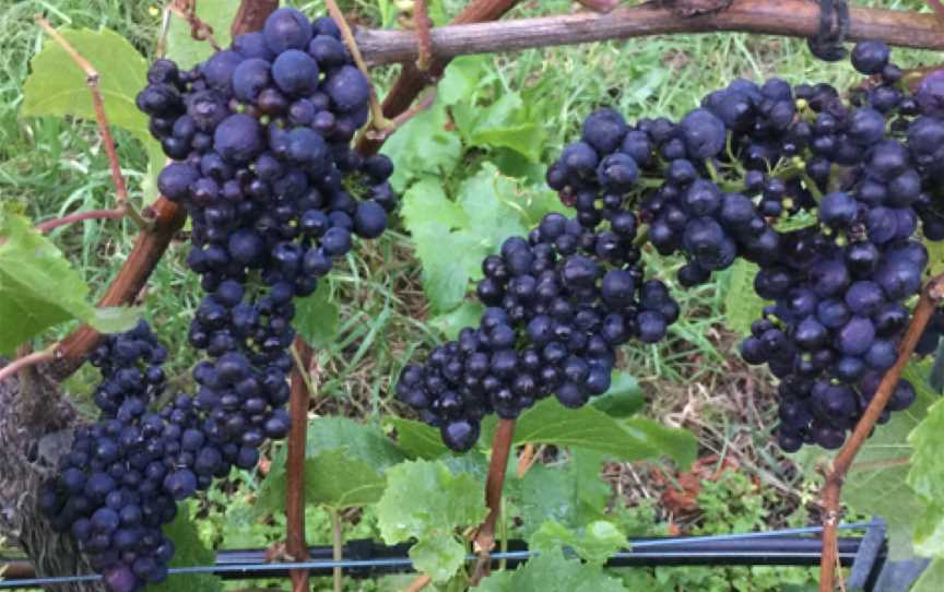 Cape Bernier Vineyard, Bream Creek, Tasmania