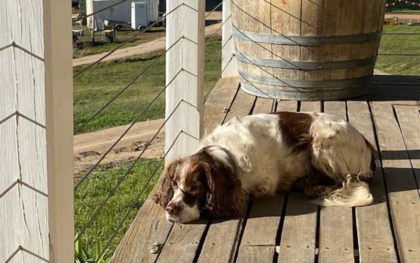 Milton Vineyard, Swansea, Tasmania