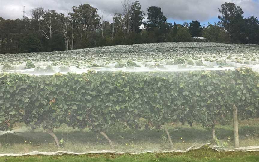 Velo Wines, Legana, Tasmania