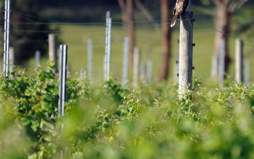 Winter Brook Vineyard, Wineries in Loira