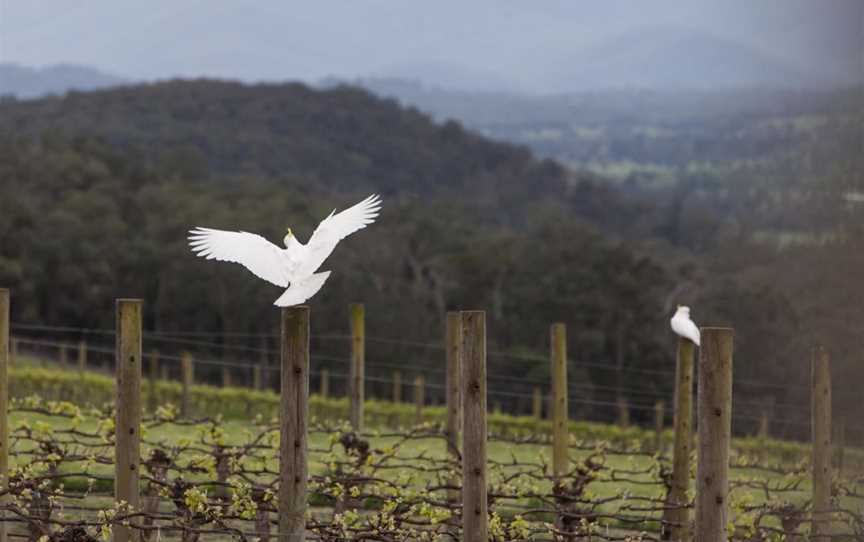 Killara Estate, Wineries in Seville East