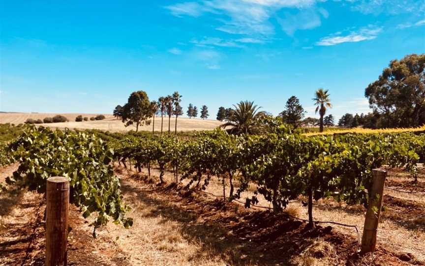 Cimicky Wines, Wineries in Lyndoch