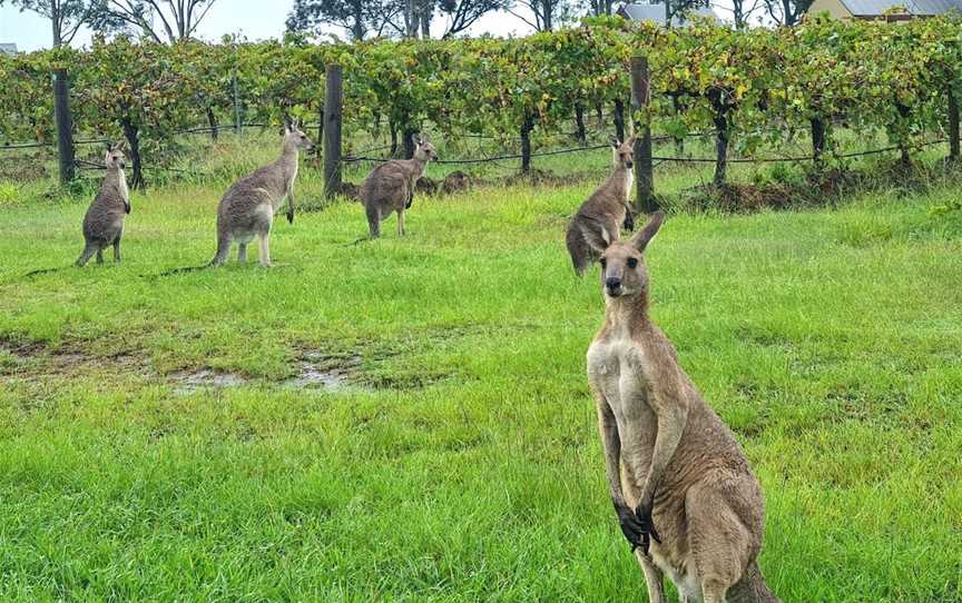 Ernest Hill Wines, Wineries in Nulkaba