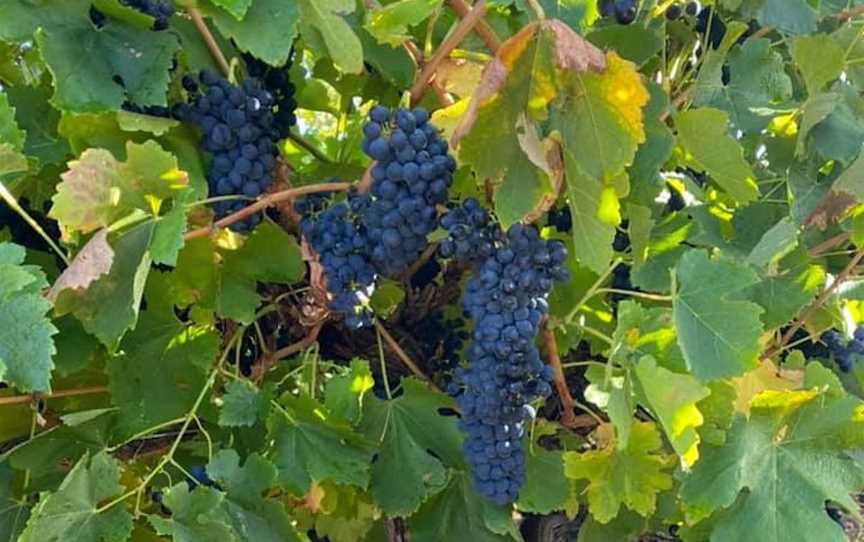 Brothers in Arms, Wineries in Langhorne Creek