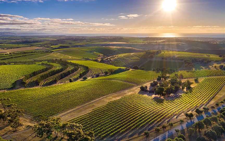 Dandelion Vineyards, Wineries in McLaren Vale