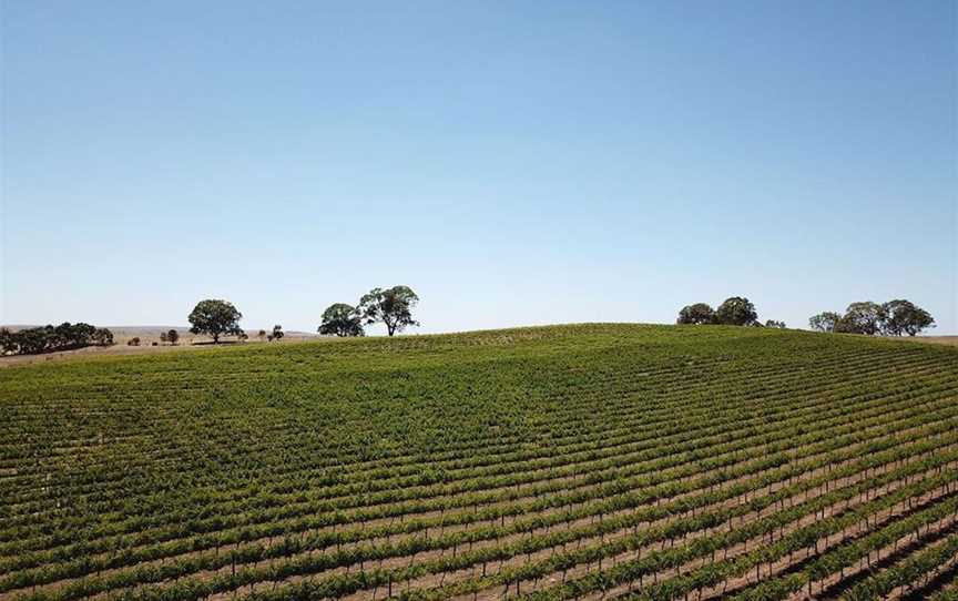 Springton Cellars, Wineries in Springton