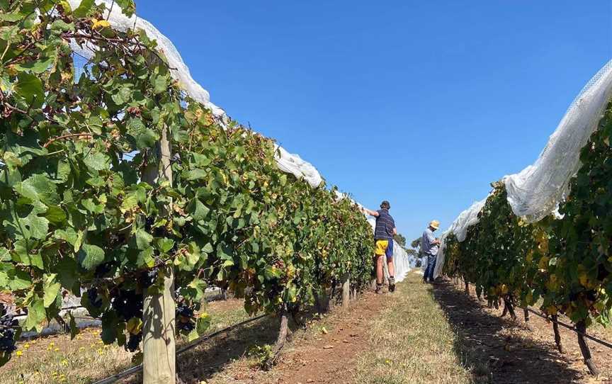 Herrmann Wines, Wineries in Dunkeld