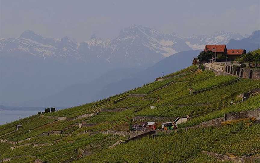 Burnt Acre Vineyard, Wineries in Marong