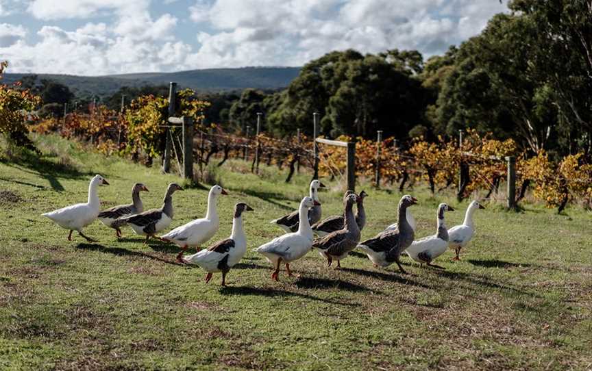 Demater Certified Biodynamic Vineyard at Marri Wood Park.