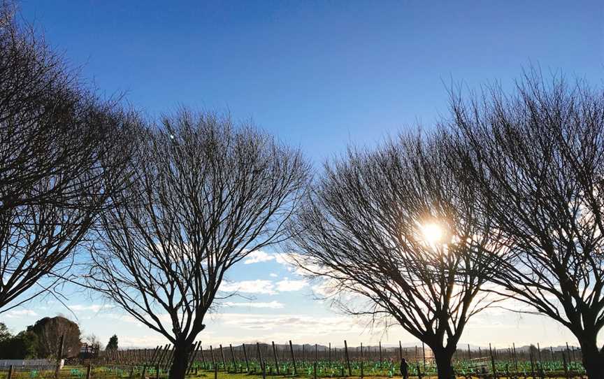 Brookfields Vineyards, Meeanee, New Zealand