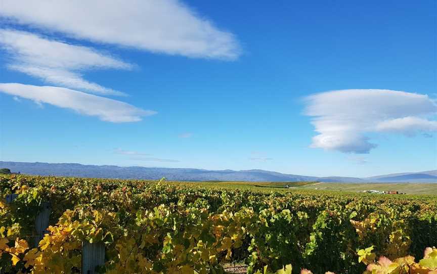 Mc Arthur Ridge Vineyard, Alexandra, New Zealand