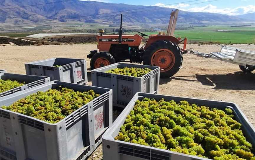 van der Mark vineyard & ariosa wines, Bendigo, New Zealand