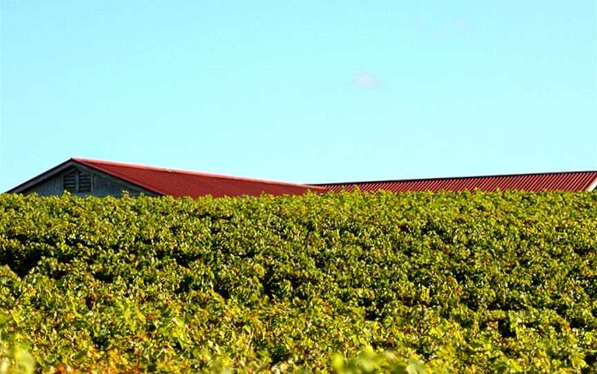 Providence Vineyards, Matakana, New Zealand