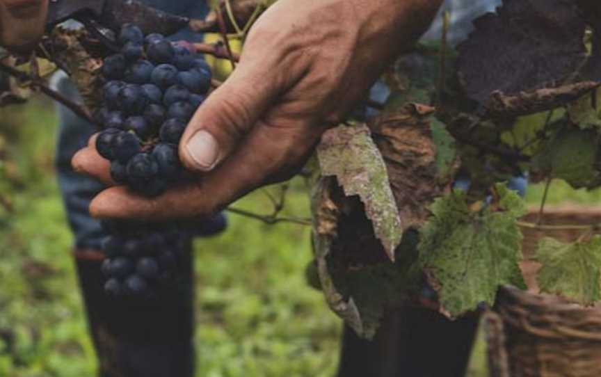 Kahurangi Estate, Wineries in Annesbrook