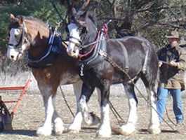 Avondale Discovery Farm