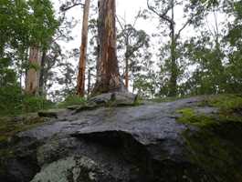 Tree-In-The-Rock