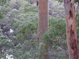 Warren  Lookout