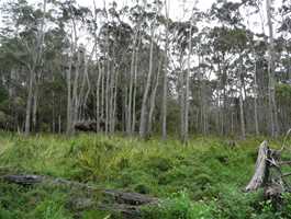 Warren River Cedar