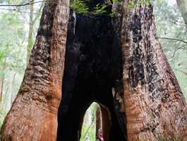 Giant Tingle Tree