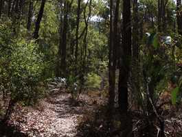 King Jarrah Walk Trail