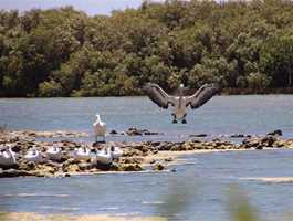 Mangrove Bay